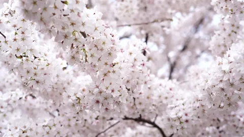 Blossoming cherry tree, white flowers, nature background Stock-Footage 263908814