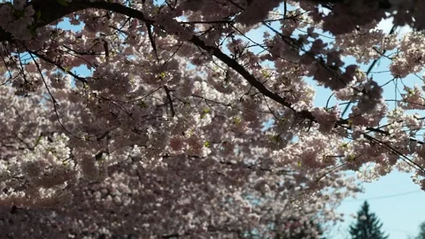 Blossoming Cherry Trees Against a Clear Sky in Springtime Stock Footage 270186069