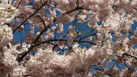 Blossoming Cherry Trees Against a Vibrant Blue Sky Springtime Video stock 270185306