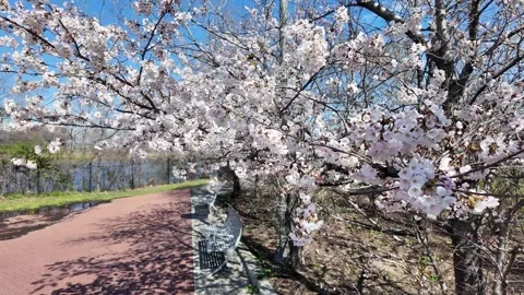 Blossoming Cherry Trees Along Riverside Path in Springtime Sunshine Stock Footage 280284013