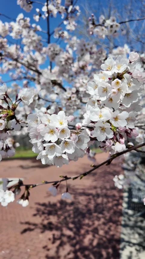 Blossoming Cherry Trees Along Riverside Path in Springtime Sunshine Stock Footage 280284041