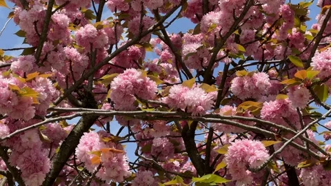 Blossoming Cherry Trees with Blue Sky Stock Footage 287954579