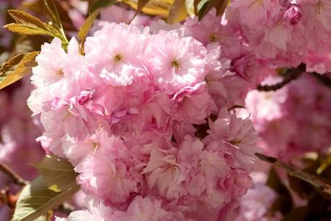 Blossoming cherry trees create a pink paradise in springtime sunlight Stock-Fotos