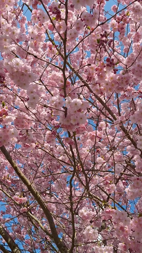 Blossoming cherry trees Stock Footage 337799314