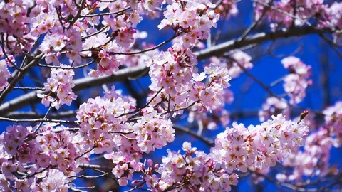 Blossoming cherry trees framing the nice blue sky Stock-Footage 105768325