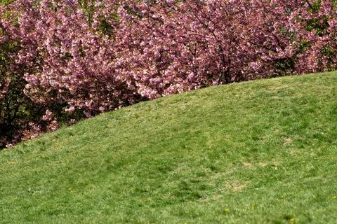 Blossoming cherry trees grace a sunny hillside in springtime Stock Photos