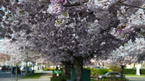 Blossoming Cherry Trees Lining a Peaceful City Street in Spring Stock Footage 270186576