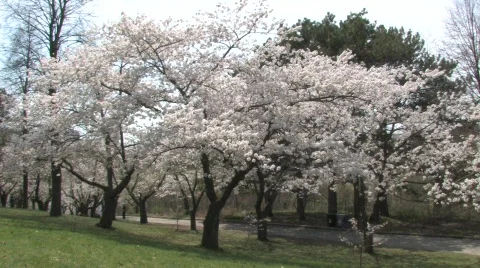 Blossoming Cherry Trees in the Park Vídeo Stock 653839