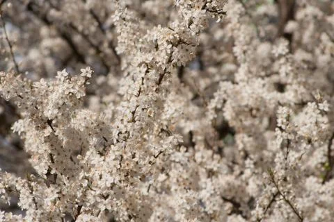 Blossoming Cherry Trees Foto stock