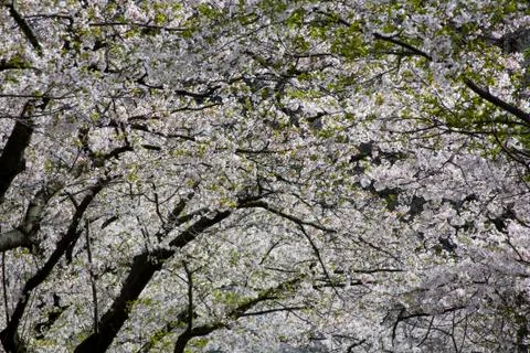 Blossoming Cherry Trees Foto stock