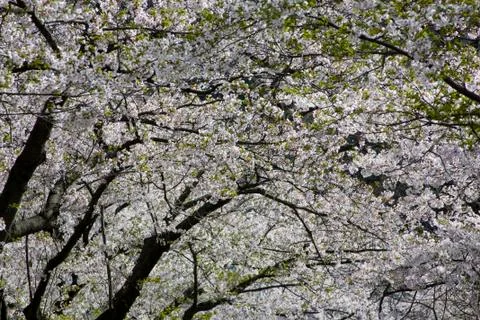 Blossoming Cherry Trees Foto stock