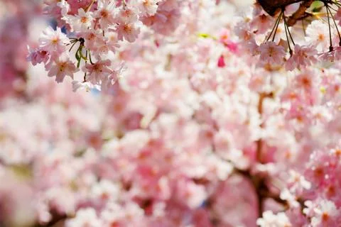 Blossoming cherry trees Stock Photos