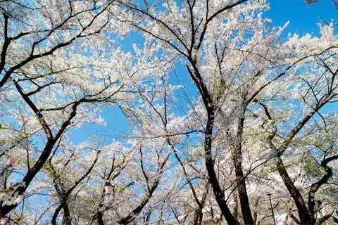 Blossoming cherry trees Stock Photos