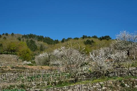 Blossoming cherry trees Stock Photos