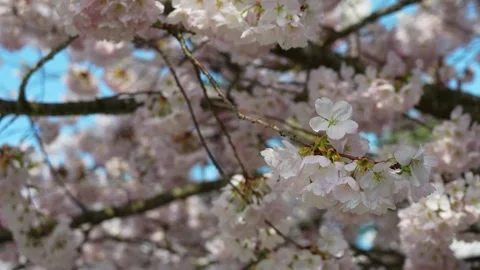 Blossoming Cherry Trees in Spring with Beautiful Pink Flowers Stock Footage 270186702