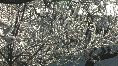 Blossoming Cherry Trees in the Spring 動画素材 688396
