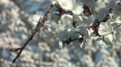 Blossoming Cherry Trees in the Spring Stock Footage 688407