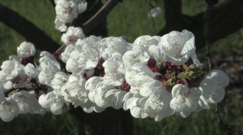 Blossoming Cherry Trees in the Spring Vídeo Stock 688412