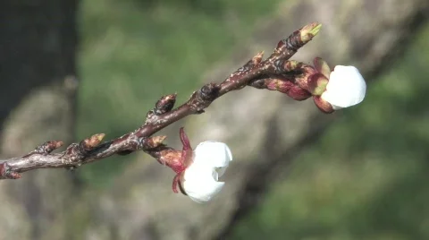 Blossoming Cherry Trees in the Spring Vídeos de archivo 688417
