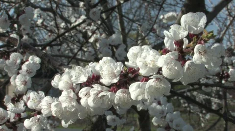 Blossoming Cherry Trees in the Spring Stock Footage 688429