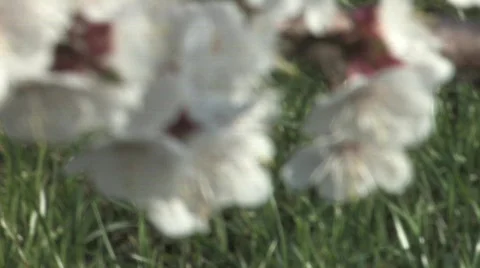 Blossoming Cherry Trees in the Spring Stock Footage 688430