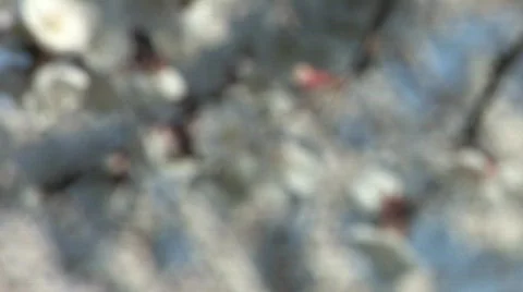 Blossoming Cherry Trees in the Spring 動画素材 688439