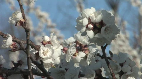 Blossoming Cherry Trees in the Spring 스톡 동영상 688440