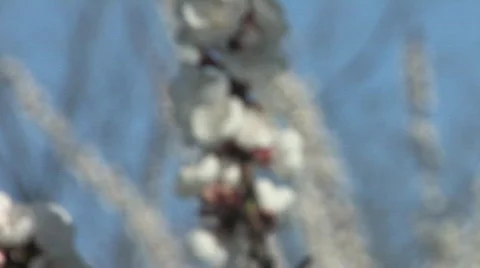 Blossoming Cherry Trees in Spring 動画素材 688441