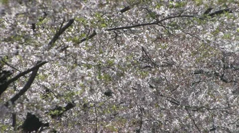 Blossoming Cherry Trees in the Spring Stock-Footage 10899876