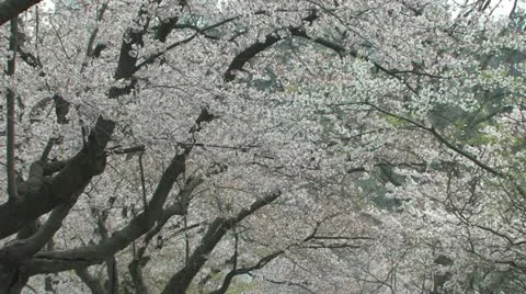 Blossoming Cherry Trees in the Spring Stock Footage 10899952