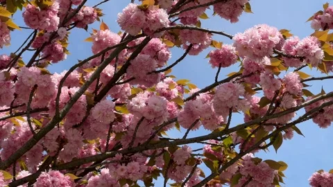 Blossoming Cherry Trees in Spring Stock Footage 287954584