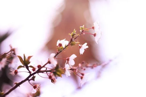 Blossoming cherry trees in spring, Spring Background. Stock Photos