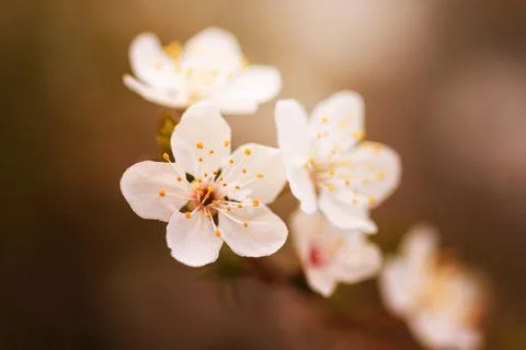 Blossoming cherry trees in spring, Spring Background. Stock Photos