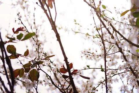 Blossoming cherry trees in spring, Spring Background. Stock Photos