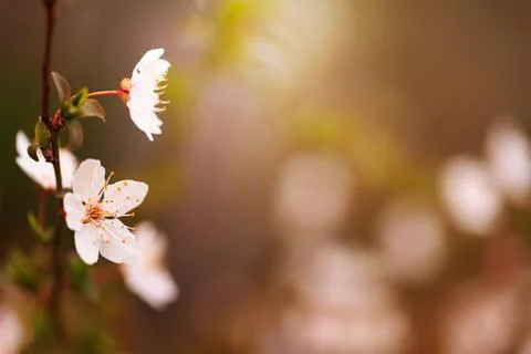 Blossoming cherry trees in spring, Spring Background. Stock Photos
