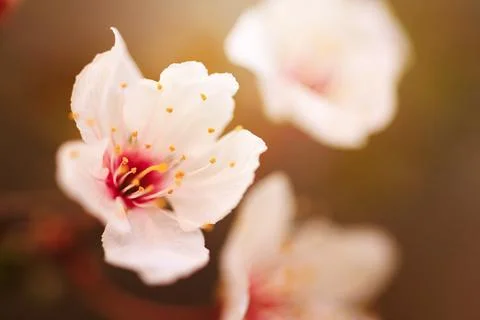 Blossoming cherry trees in spring, Spring Background. Stock Photos