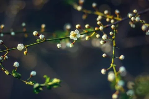 Blossoming cherry trees in spring, Spring Background. selective focus Stock Photos