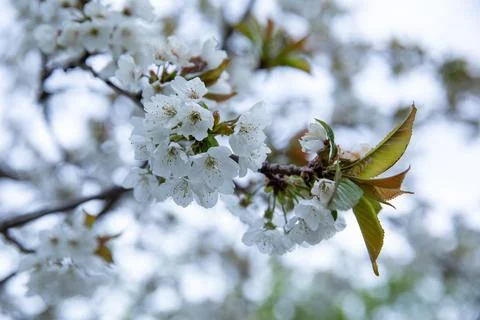 Blossoming cherry trees in springtime create a beautiful spring nature Stock Photos