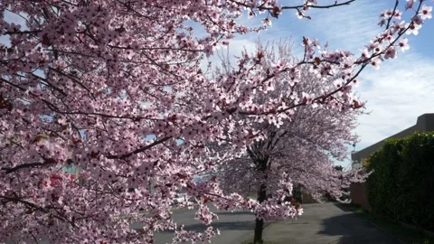 Blossoming cherry trees. Springtime. Video stock 153838609