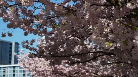Blossoming Cherry Trees on Sunny Day with Clear Blue Sky Stock Footage 270186870