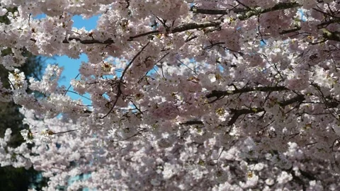 Blossoming Cherry Trees on a Sunny Spring Day Stock Footage 270186506