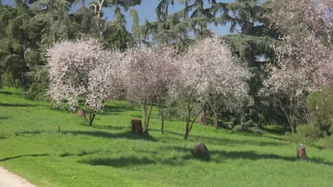 Blossoming cherry trees swaying in the spring wind Video stock 329920392