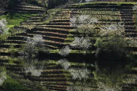 Blossoming cherry trees on terraced fields by a river Stock Photos
