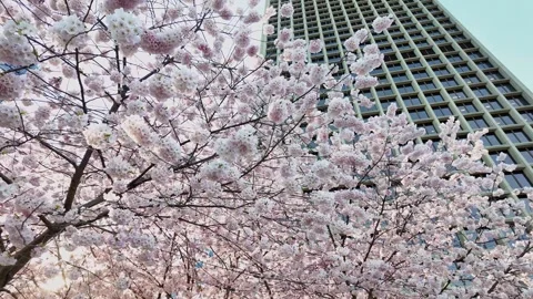 Blossoming Cherry Trees in Urban Setting with Skyscraper Stock Footage 274465581