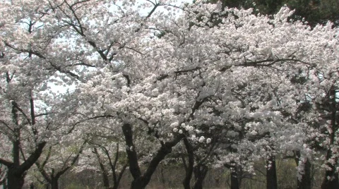 Blossoming Cherry Trees on the Wind Stock Footage 653837