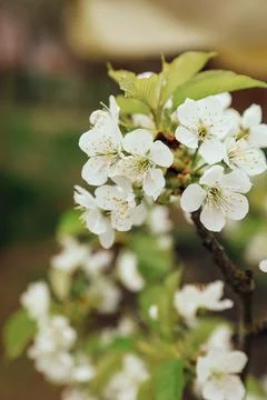 Blossoming cherry twig Stock Photos