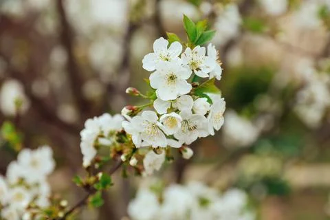 Blossoming cherry twig Stock Photos