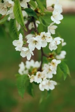Blossoming cherry twig Stock Photos