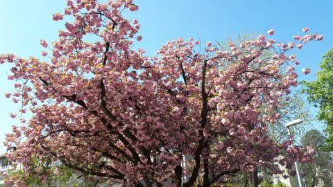 Blossoming Cherrytree in Spring Stock Photos