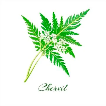 	Blossoming chervil  Stock Illustration